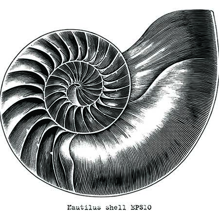 Nautilus Shell Epsio