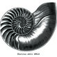 Nautilus Shell Epsio
