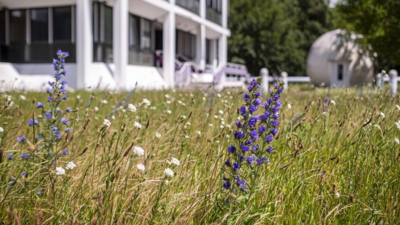Blumenwiese