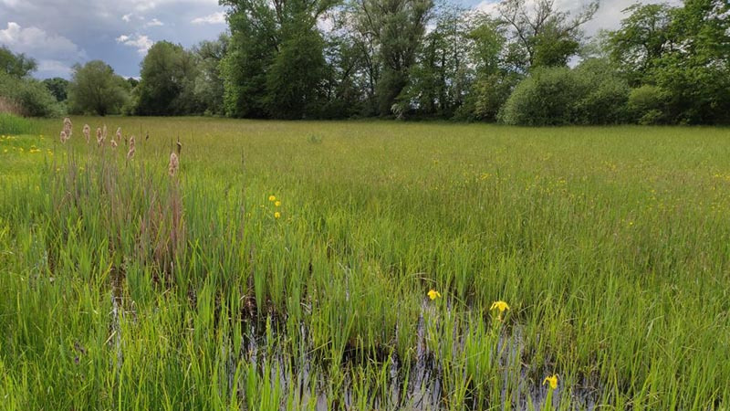 Rastatter Bruch, ein Feuchtgebiet mit gelben Blumen und Bäumen im Hintergrund.